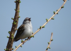 Chipping Sparrow - Horicon, WI 4-23-2016