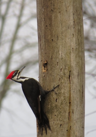 Pileated Woodpecker - High Cliff, Sherwood WI 4-25-2016