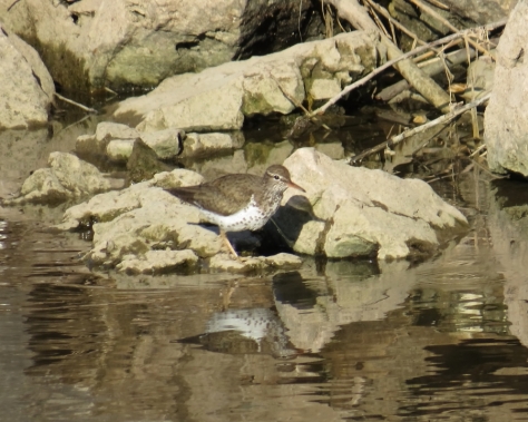 Spotted Sandpiper - High Cliff, Sherwood WI 4-25-2016