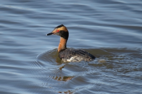 The marina can host grebes, Sanderlings, Osprey, loons, gulls, and terns and a host of other waterfowl.