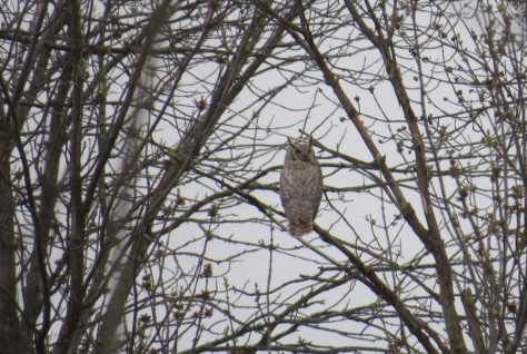Great Horned Owl - Outagamie County, WI 5-1-2016