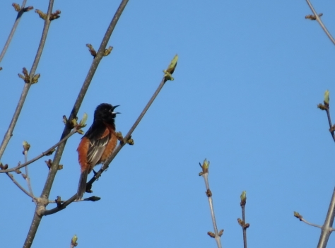Orchard Oriole - High Cliff, Sherwood WI 5-3-2016