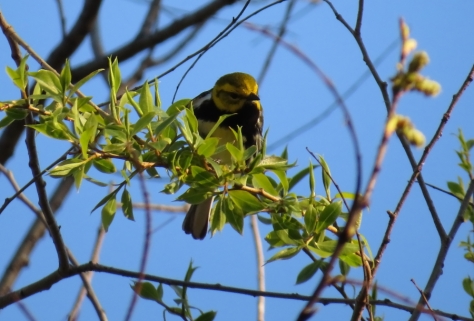 Black-throated Green Warbler - High Cliff, Sherwood WI 5-5-2016