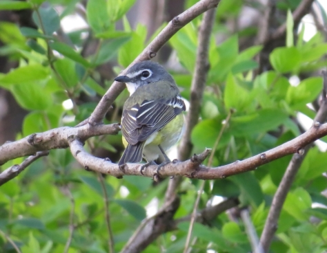 Taken on the bluff at High Cliff High Cliff State Park. Blue-headed Vireo - High Cliff, Sherwood WI 5-6-2016