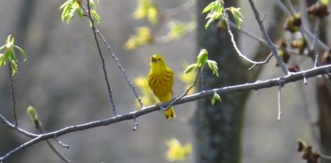 Yellow Warbler - High Cliff State Park, Sherwood, WI 5-6-2016