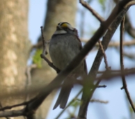 White-throated Sparrow - Mosquito Hill 5-7-2016
