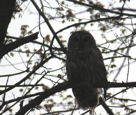 Barred Owl - Mosquito Hill, WI 5-7-2016