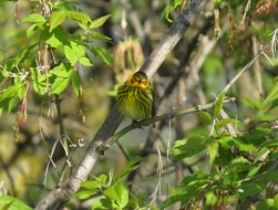 Cape May Warbler - High Cliff, Sherwood WI 5-9-2016