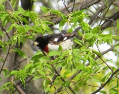 Lake fly found! Check the bill - this grosbeak is fatteing up! Rose-breasted Grosbeak - High Cliff, Sherwood WI 5-13-2016