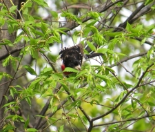 Looking for lunch in the leafs. Rose-breasted Grosbeak - High Cliff, Sherwood WI 5-13-2016