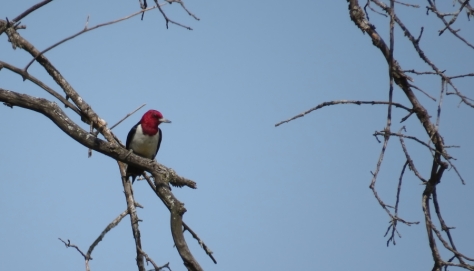 Red-headed Woodpecker - Necedah National Wildlife Refuge, WI 5-21-2016