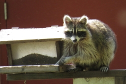 Raccoon - Necedah National Wildlife Refuge, WI 5-21-2016