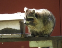 Raccoon - Necedah National Wildlife Refuge, WI 5-21-2016