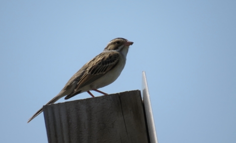Clay-colored Sparrow - Buena Vista Grasslands, WI 5-22-2016