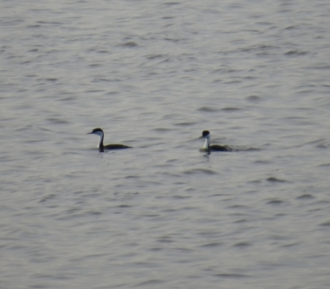 Western Grebes - we counted 37 here, but there will be many more to come! Sand Lake, South Dakota 5-27-2016
