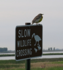 "The Law" in South Dakota - the birds are not only the highlights here, but enforce the law. Western Meadowlark - Sand Lake, South Dakota 5-27-2016