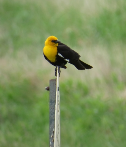 Yellow-headed Blackbird - Sand Lake, South Dakota 5-27-2016
