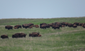 Buffalo - Ordway Memorial Prairie, South Dakota 5-27-2016