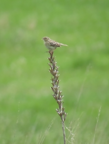 Grasshopper Sparrow - Ordway Memorial Prairie, South Dakota 5-27-2016