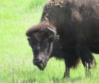 Besides being a great tour guide, Neil is a fearless leader and walked us into a gated area with wild buffalo. Although we trust Neil, Vicki and I gave the buffalo a wide berth - Ordway Memorial Prairie, South Dakota 5-27-2016