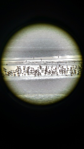 Shorebirds!!! Day 1 - a great indication of what we were instore for. Near Aberdeen, South Dakota 5-26-2016